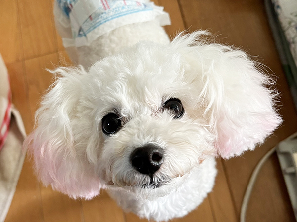 卒業犬のソニーちゃん♪